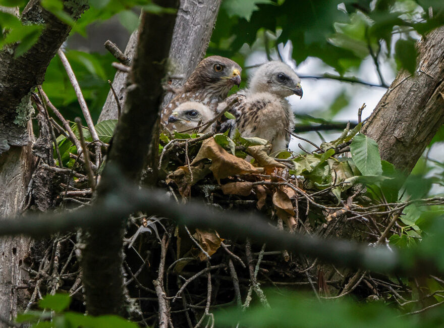 Broad-winged hawks in a nest in Hancock (photo © Chuck Carlson)