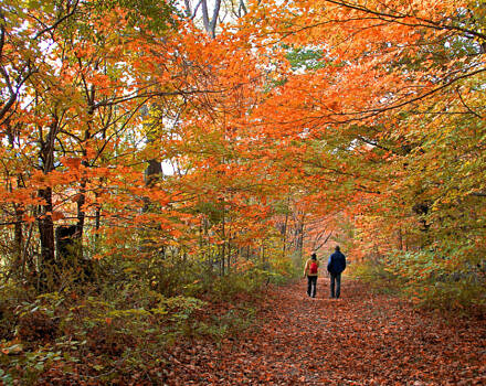 Two people walking through autumn woods