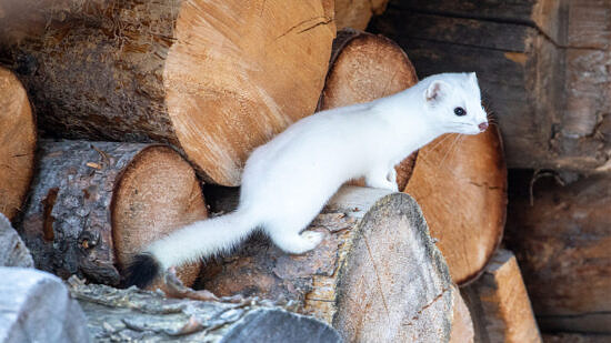 A white weasel climbing on a wood pile-Photo by Jim Peaco