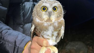 A saw-whet owl perches on a person's hand (Photo © Brett Amy Thelen)