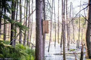 A Wood Duck box attached to a tree near a wetland on the Harris Center's Hiroshi Land. (photo © Ben Conant)