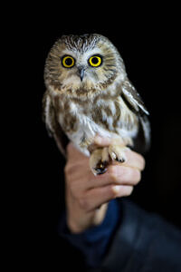 A saw-whet owl held by a bird bander. (photo: Ben Conant)