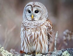 A Barred Owl perched on a branch.  (photo © Phillip Brown via Unsplash)