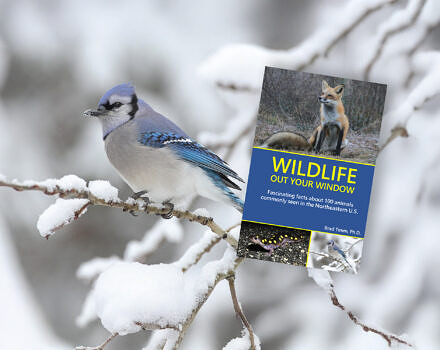 A bluejay and the cover of Wildlife Out Your Window by Brad Timm