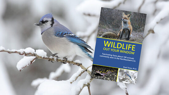 A bluejay and the cover of Wildlife Out Your Window by Brad Timm