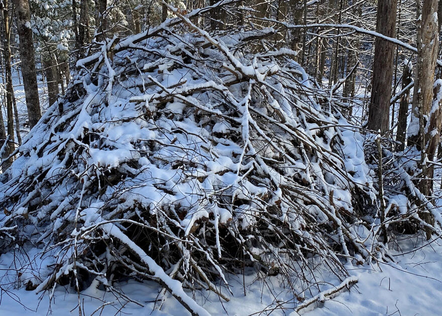 Brush piles are beneficial to all sorts of animals and insects.